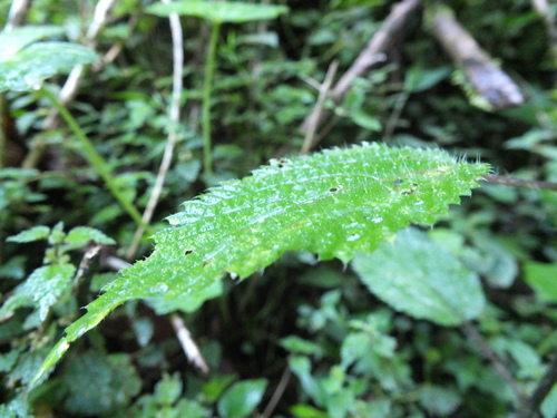 Image of Laportea bulbifera by (c) Siddarth Machado, some rights reserved (CC BY)