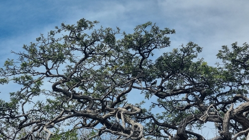 Camel Thorn