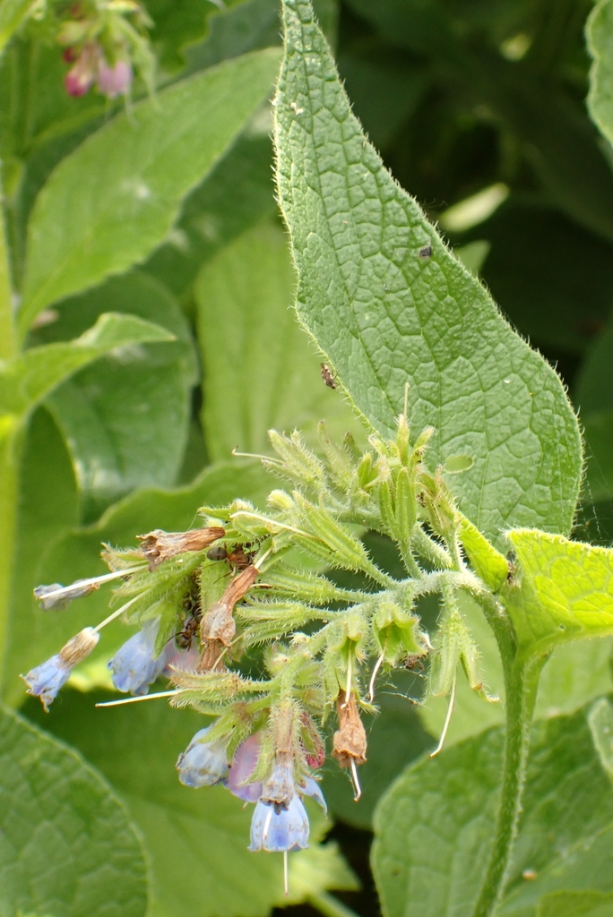 Symphytum