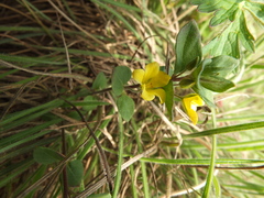 Lysimachia procumbens