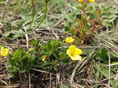 Lysimachia procumbens