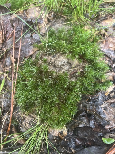 Atrichum cylindricum, 2025-06-13