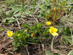 Lysimachia procumbens