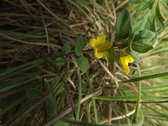 Lysimachia procumbens