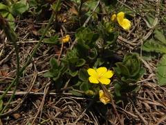 Lysimachia procumbens