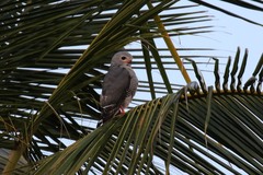 Kaupifalco monogrammicus