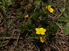 Lysimachia procumbens
