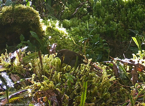 Mouse-colored Thistletail (Asthenes griseomurina), photo 3