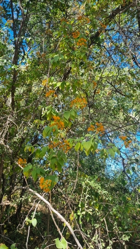 Golden-Bittertea