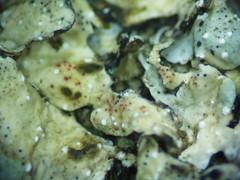 Xenonectriella subimperspicua