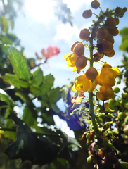 Berberis napaulensis