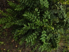 Berberis napaulensis