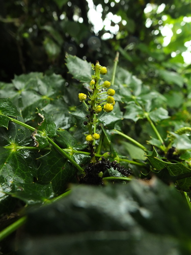 Image of Berberis napaulensis by (c) Siddarth Machado, some rights reserved (CC BY)