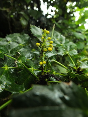 Berberis napaulensis