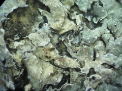 Xenonectriella subimperspicua