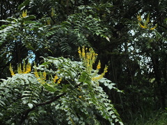 Berberis napaulensis