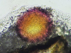 Xenonectriella subimperspicua