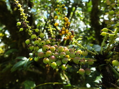 Berberis napaulensis