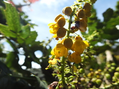 Berberis napaulensis