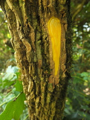 Berberis napaulensis
