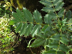 Berberis napaulensis