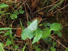 Berberis napaulensis