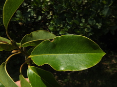 Magnolia nilagirica