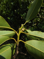 Magnolia nilagirica
