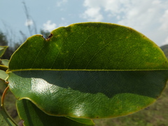 Magnolia nilagirica