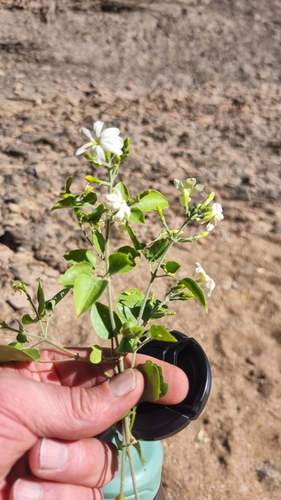 River Jasmine