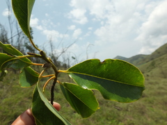 Magnolia nilagirica
