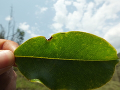 Magnolia nilagirica