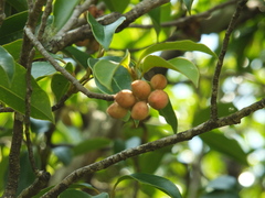 Magnolia nilagirica