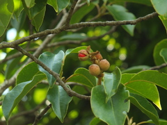 Magnolia nilagirica