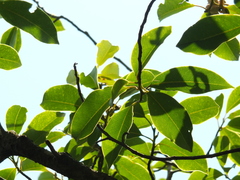 Magnolia nilagirica