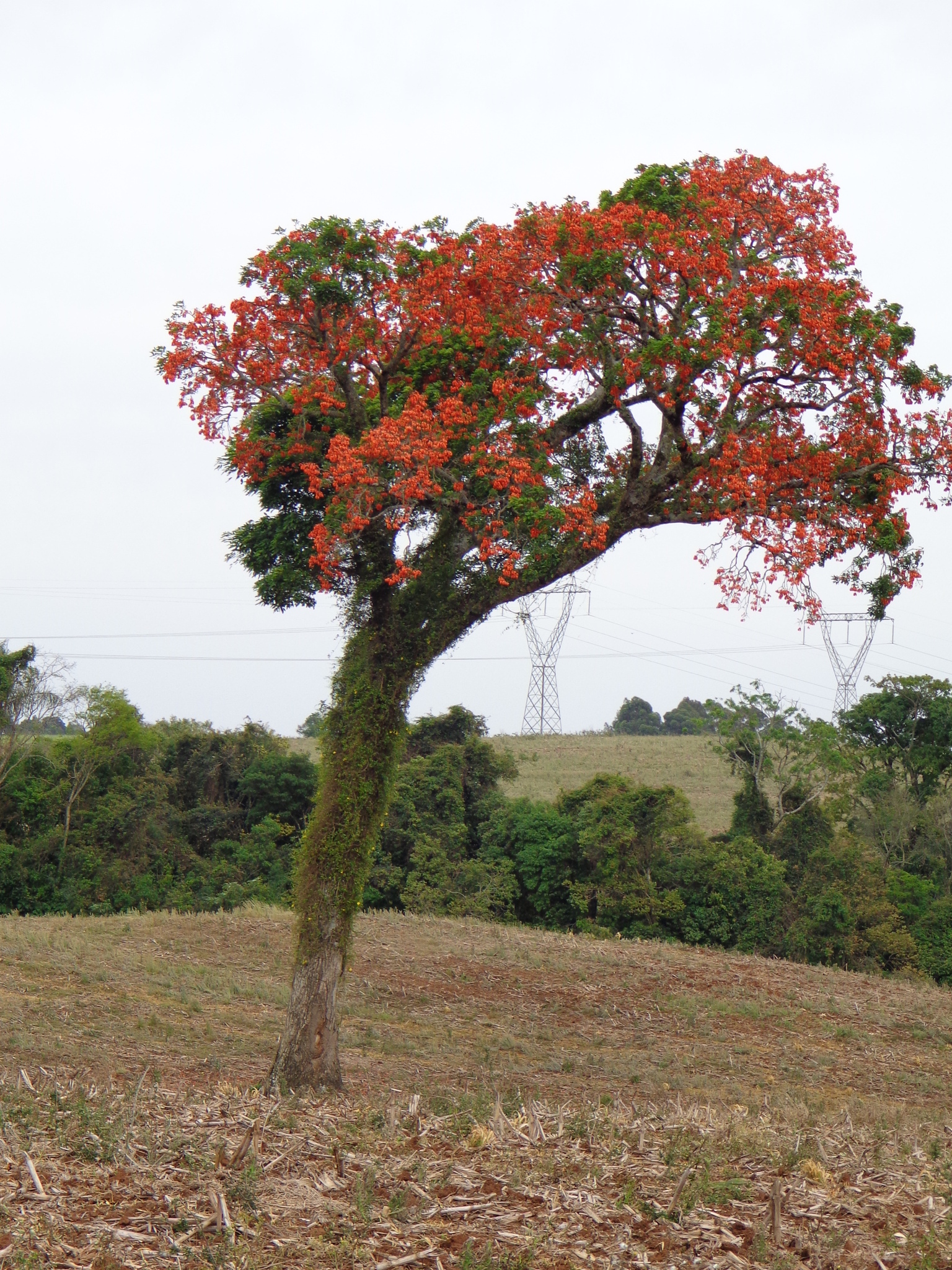 Erythrina falcata