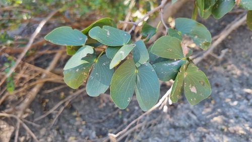 Mopane