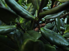 Microtropis ramiflora