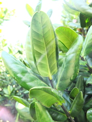 Microtropis ramiflora