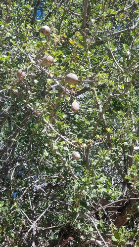 Bushveld Gardenia