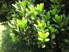 Microtropis ramiflora