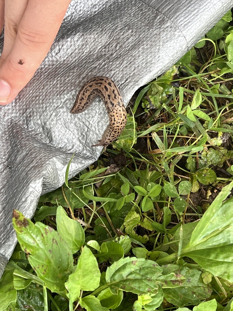 Limax