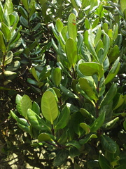 Microtropis ramiflora