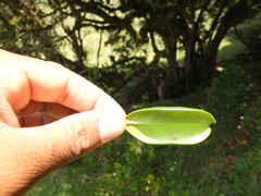 Microtropis ramiflora