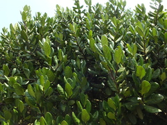 Microtropis ramiflora