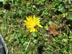Cryptocephalus sericeus