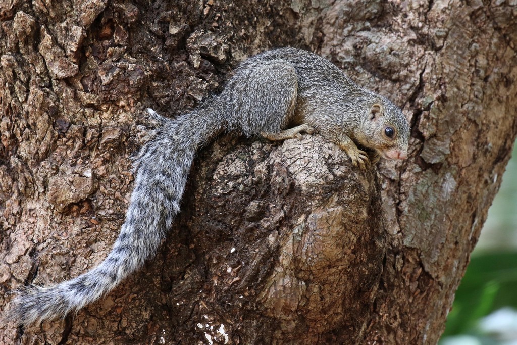 Zanj Sun Squirrel