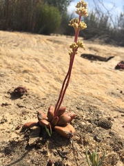 Crassula clavata