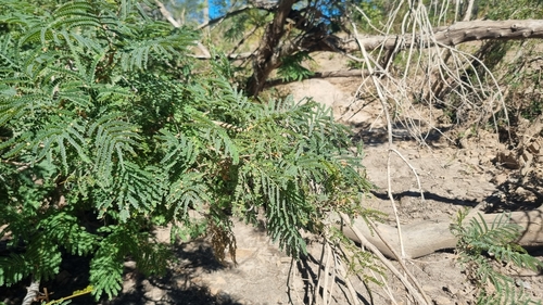 Weeping wattle