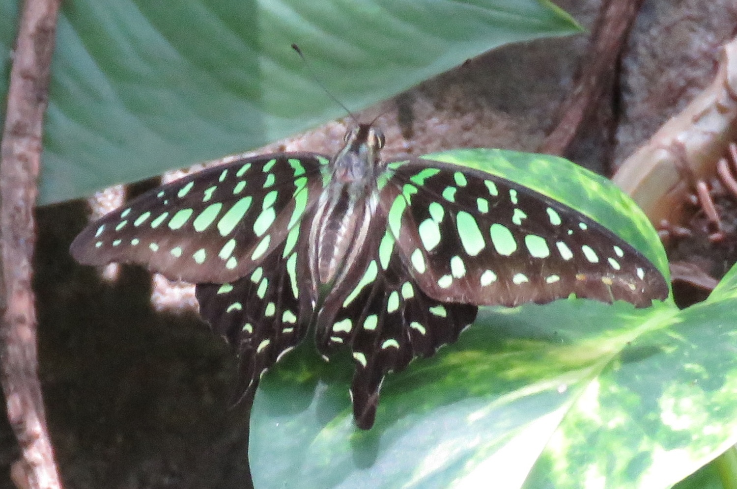 Tailed Jay